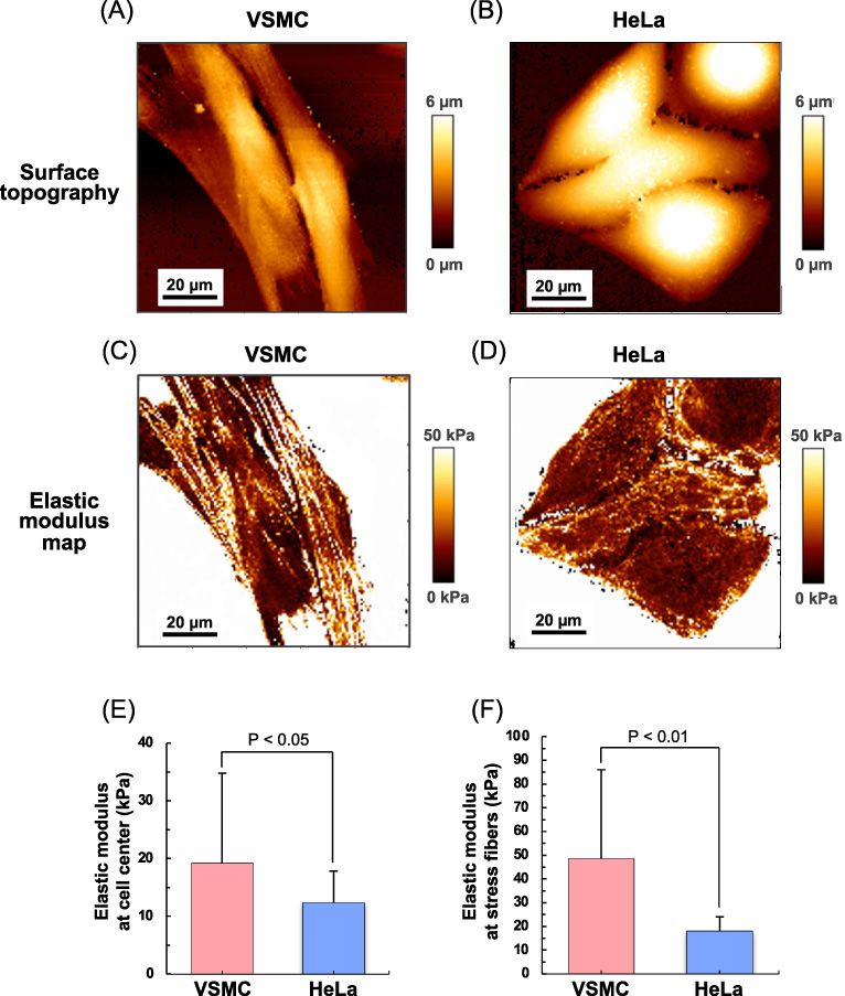 Cell Type Specific Orientation And Migration Responses For A