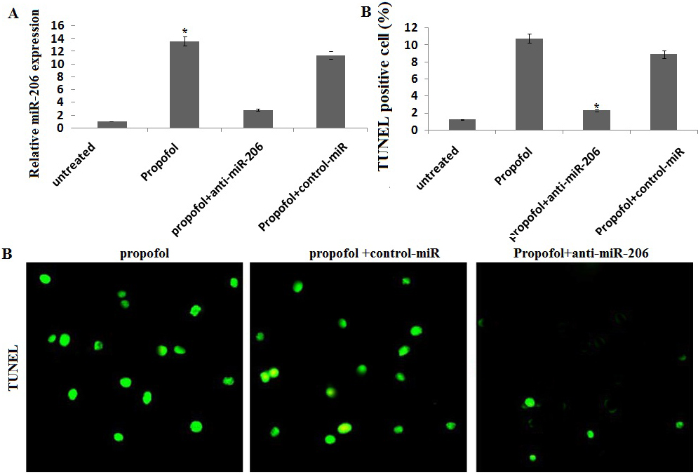 Propofol Induced Neurotoxicity In Hescs Involved In Activation Of Mir