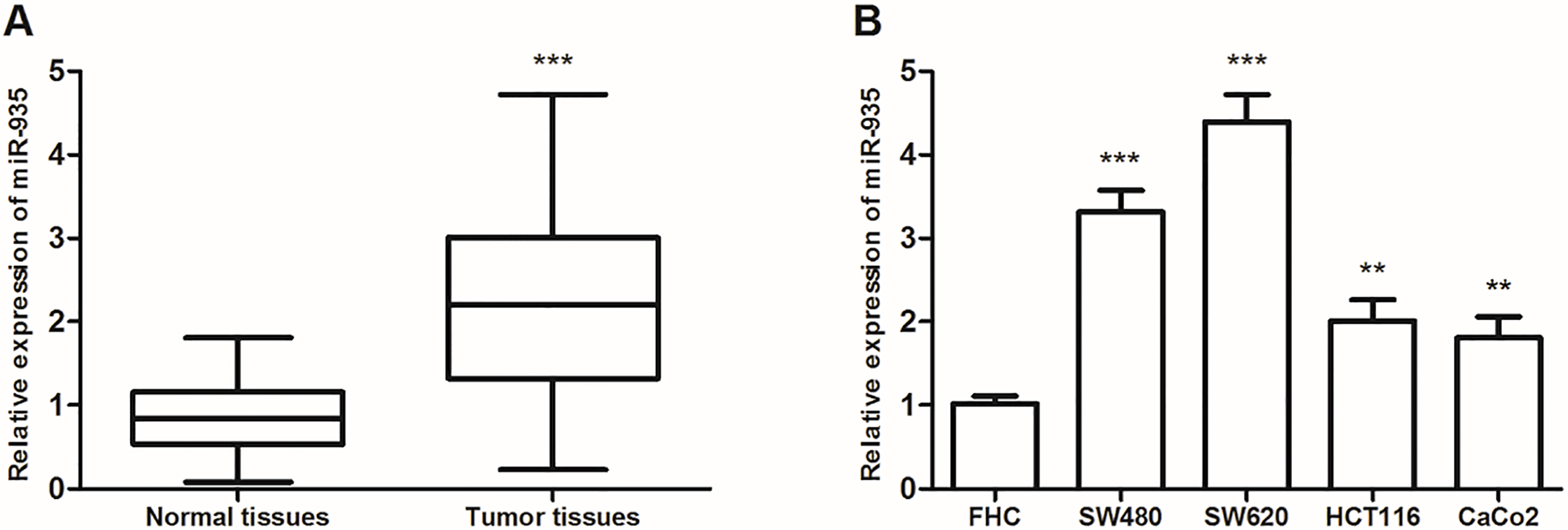 Microrna Acts As A Prognostic Marker And Promotes Cell