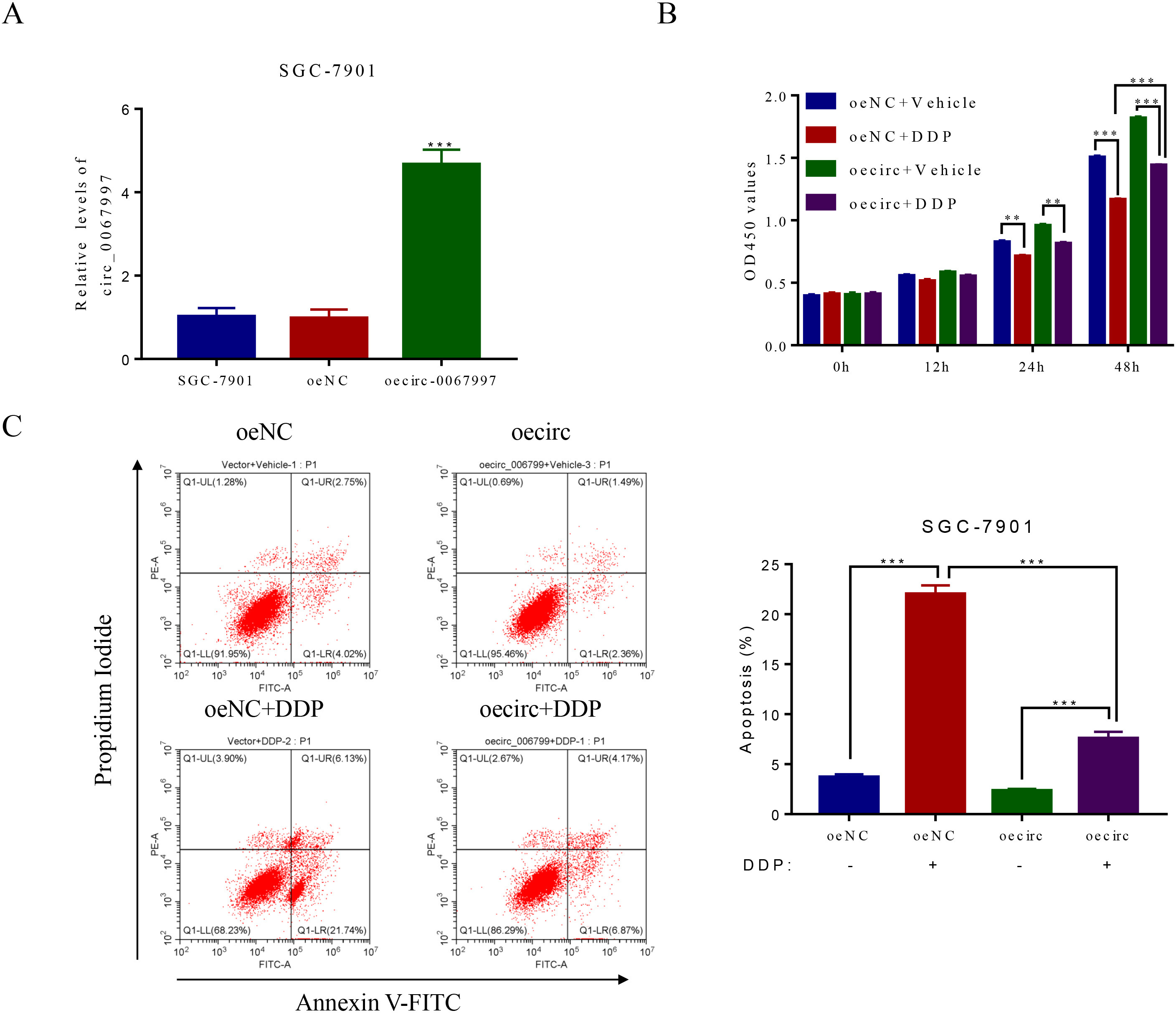 Circ 0067997 Boosted The Growth While Repressed The Apoptosis Of SGC