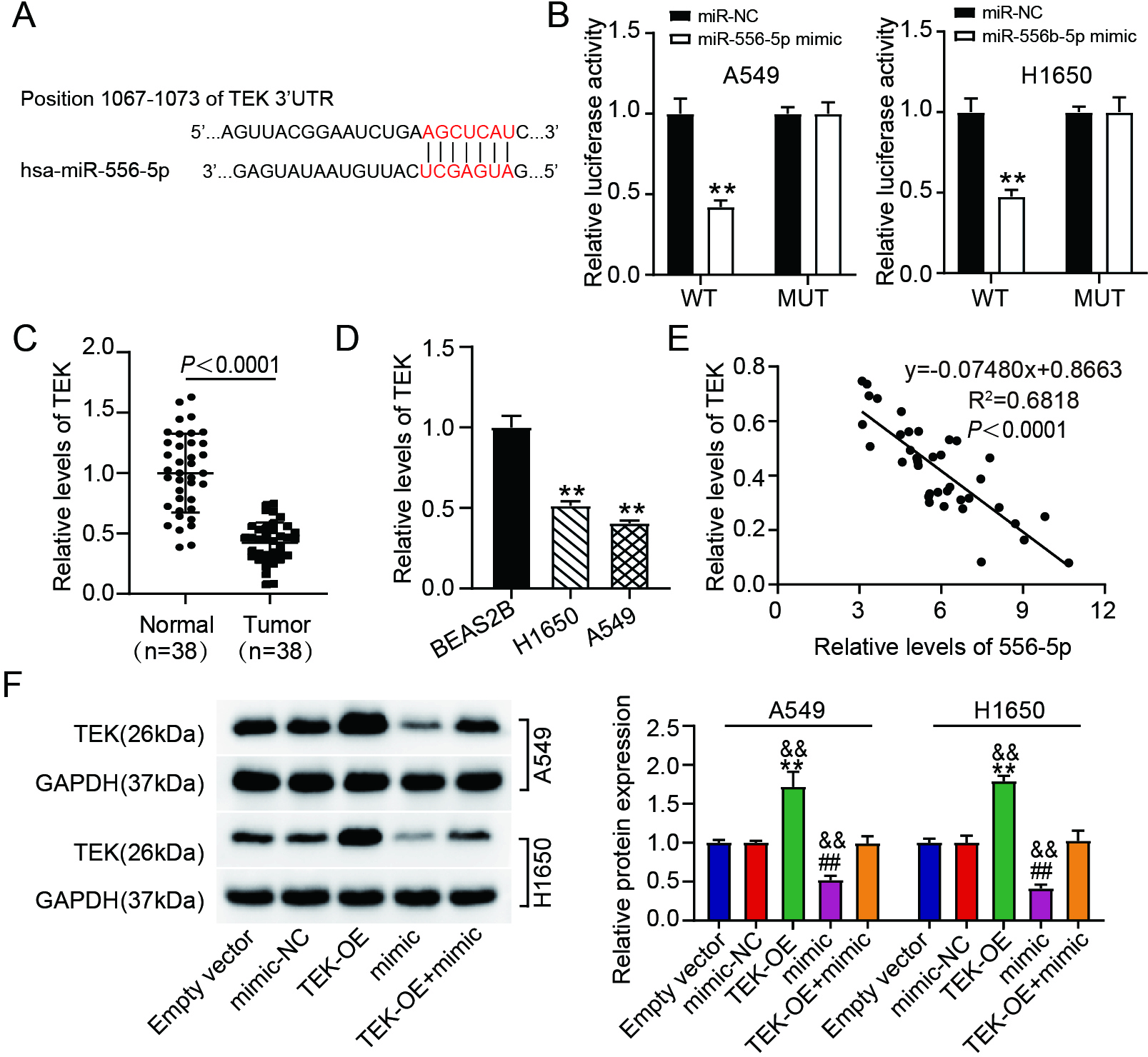 Hsa Circ Inhibits Cancer Progression Through Mir P Tek