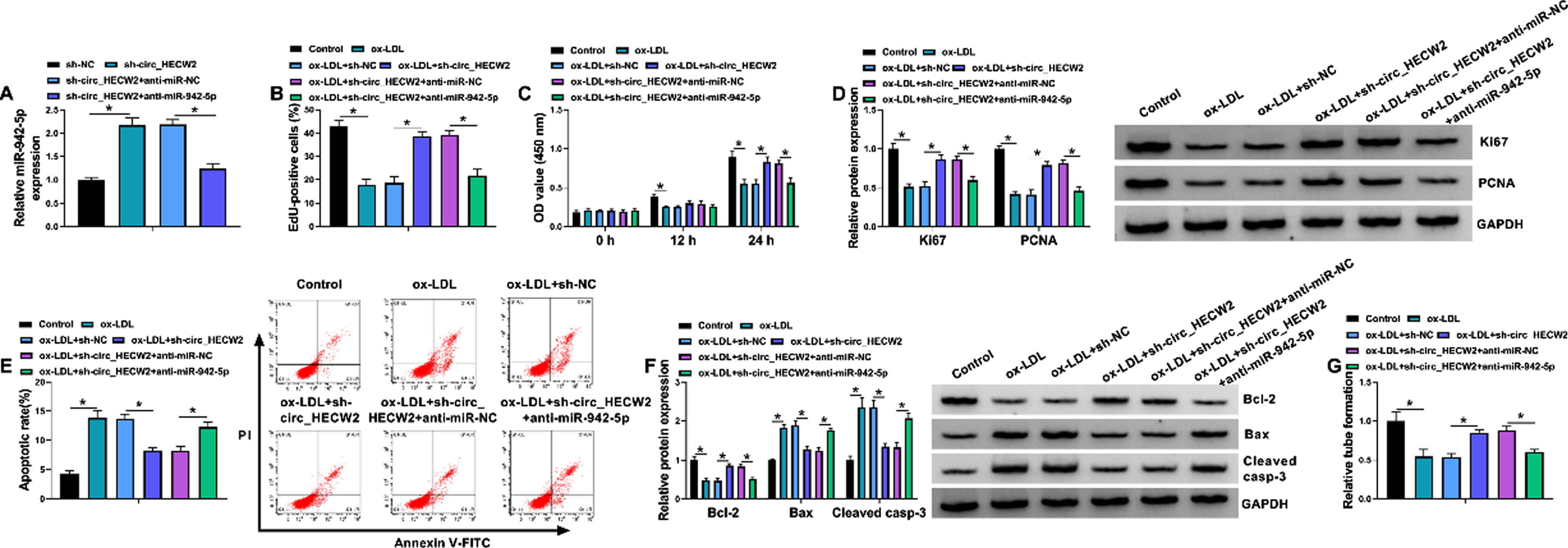 Circ Hecw Regulates Ox Ldl Induced Dysfunction Of Cardiovascular