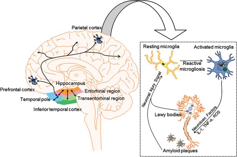 Does Microglial Activation Influence Hippocampal Volume And Neuronal 