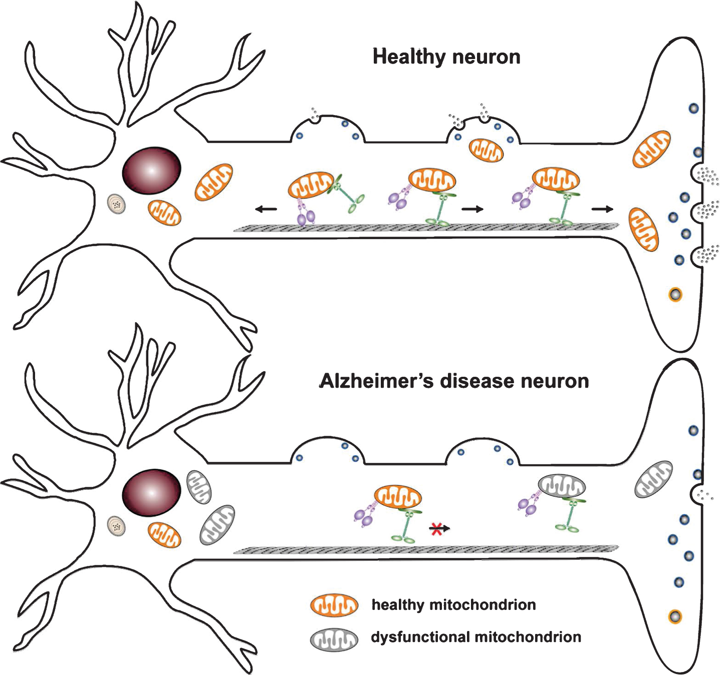 Mitochondrial Aspects Of Synaptic Dysfunction In Alzheimer’s Disease ...