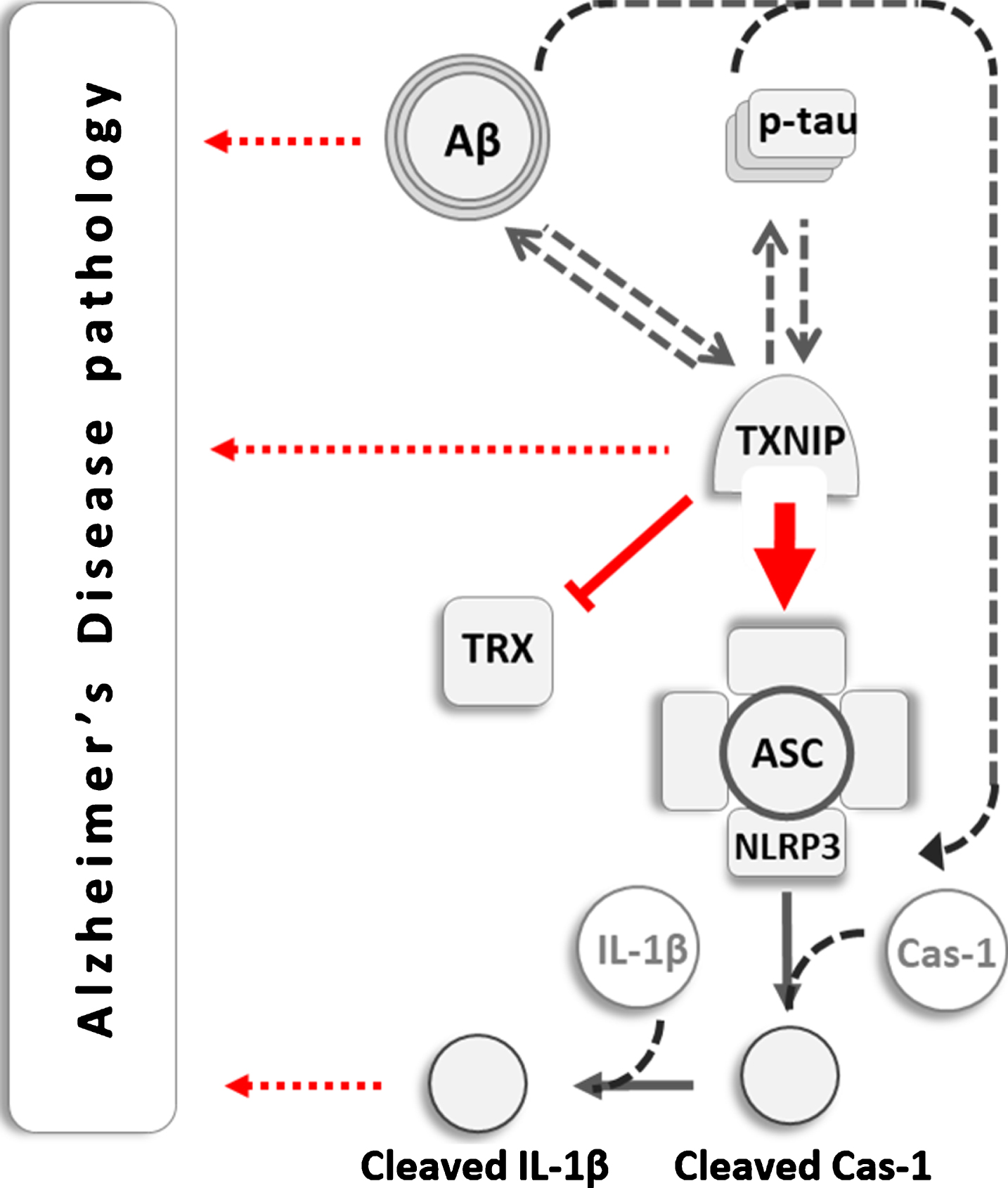 Thioredoxin Interacting Protein Txnip Associated Nlrp Inflammasome