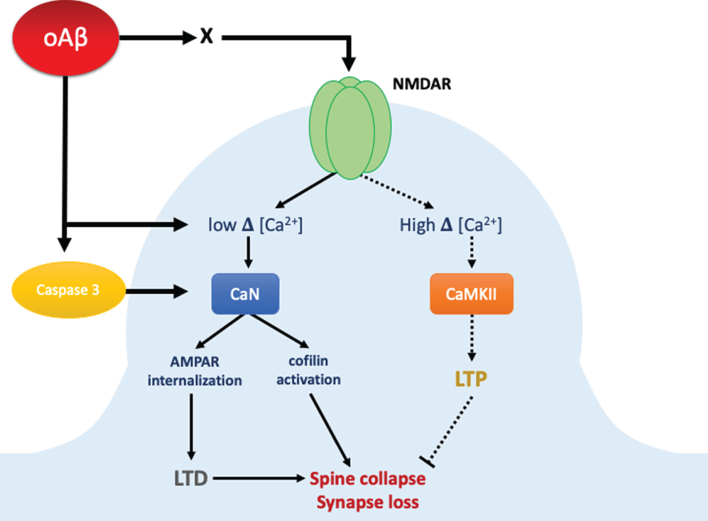 The Role Of Synaptic Dysfunction In Alzheimers Disease Ios Press