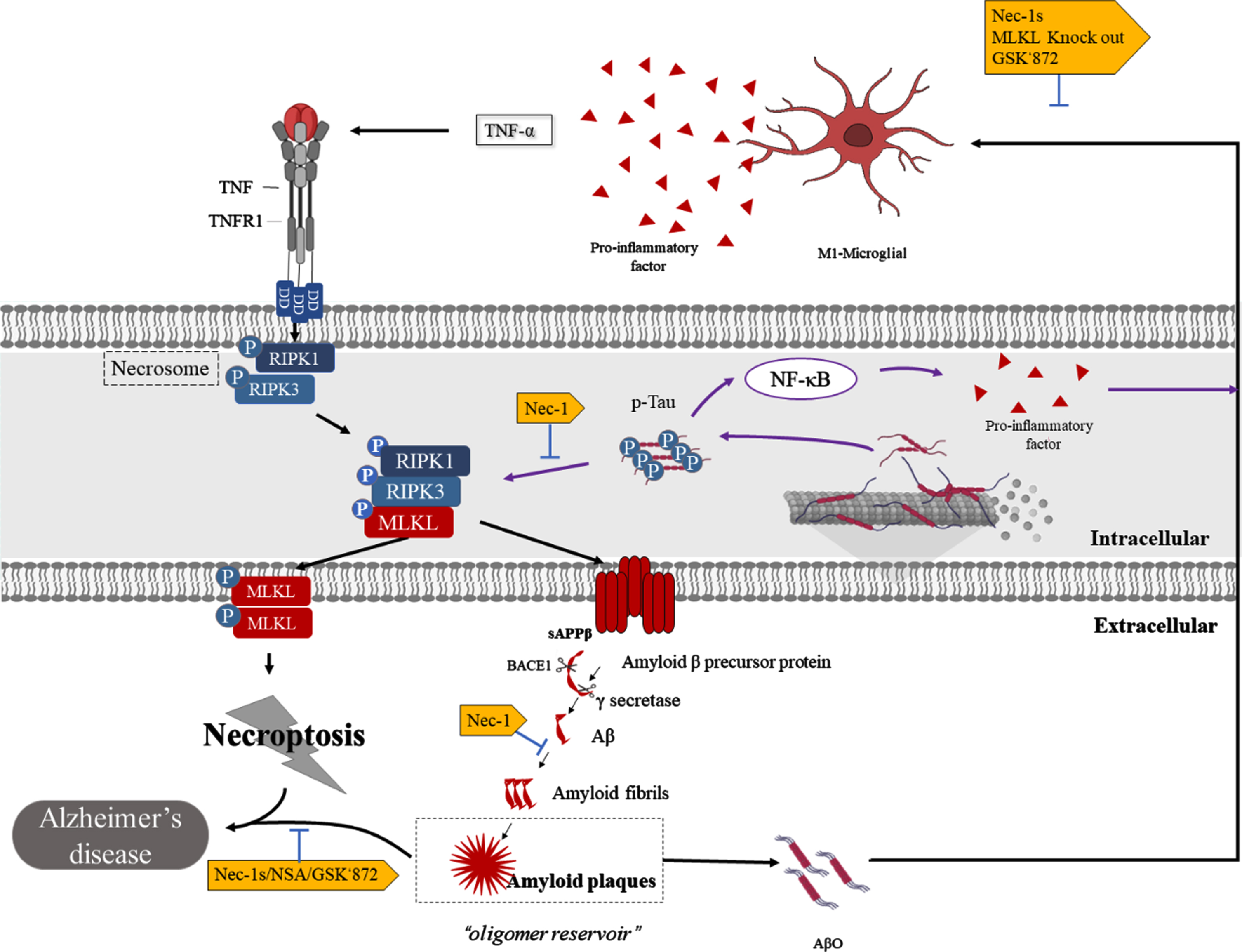 Necroptosis And Alzheimers Disease Pathogenic Mechanisms And