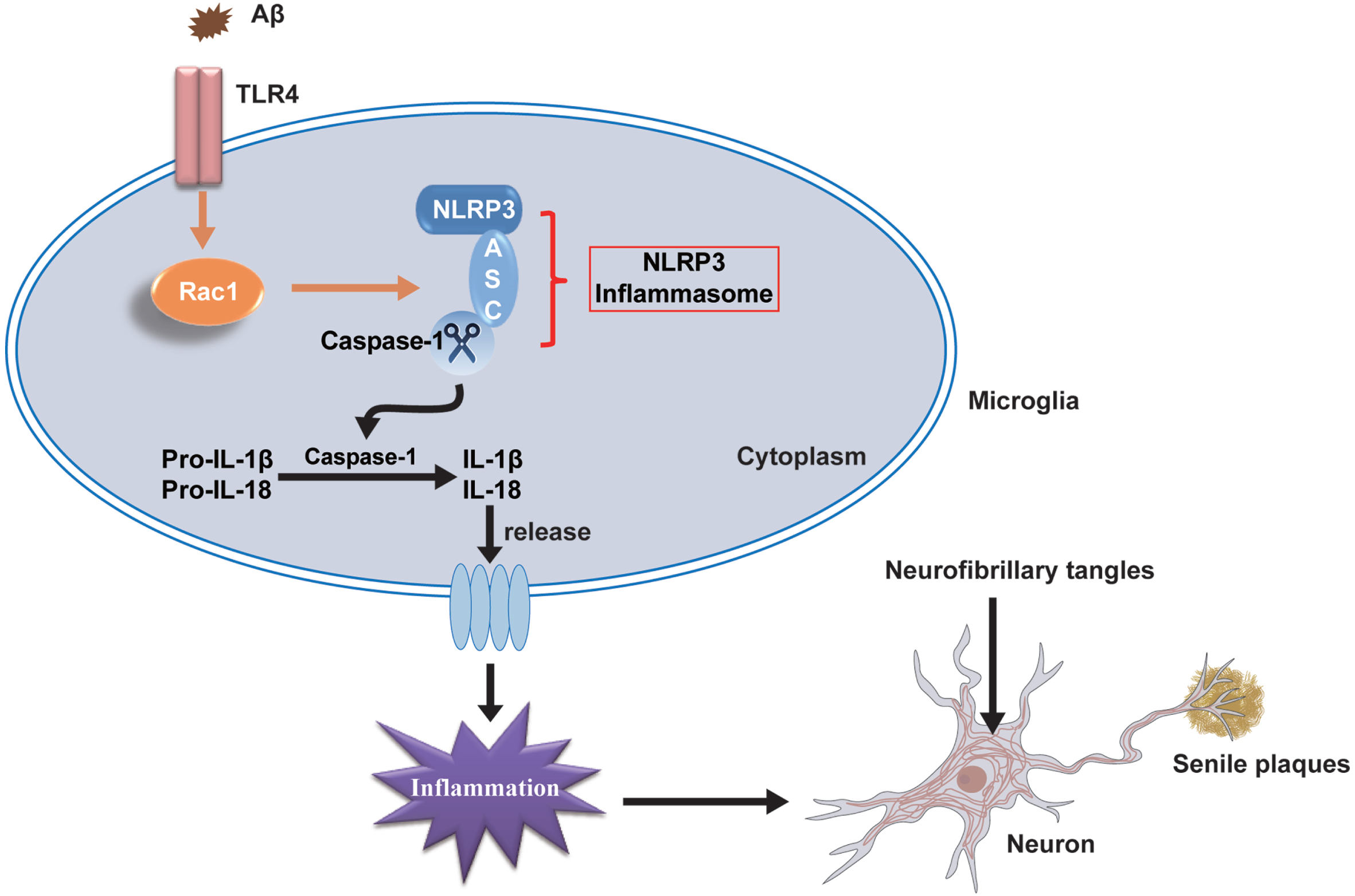 TLR4 Rac1 NLRP3 Pathway Mediates Amyloid β Induced Neuroinflammation in