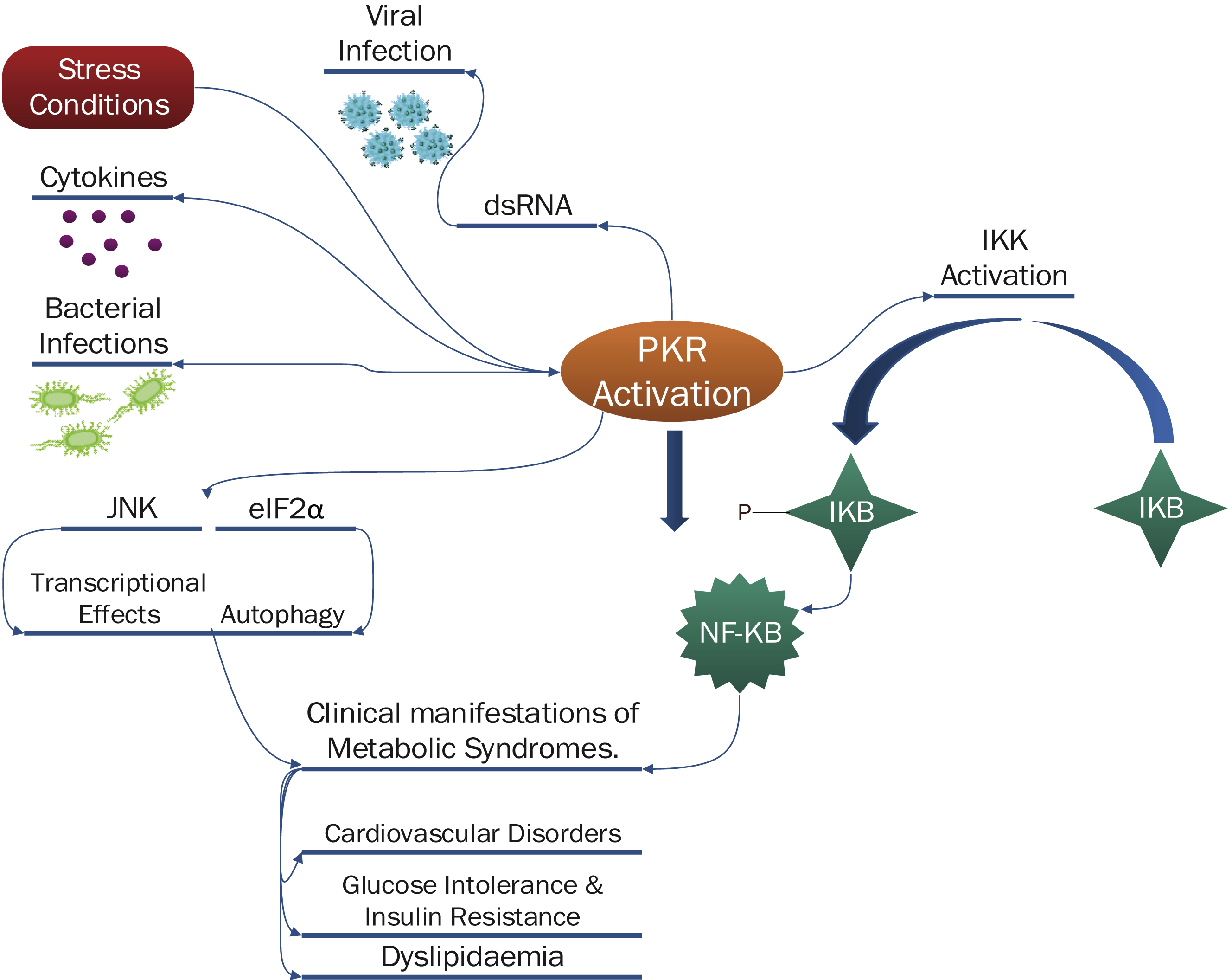 Protein Kinase R And The Metabolic Syndrome Ios Press