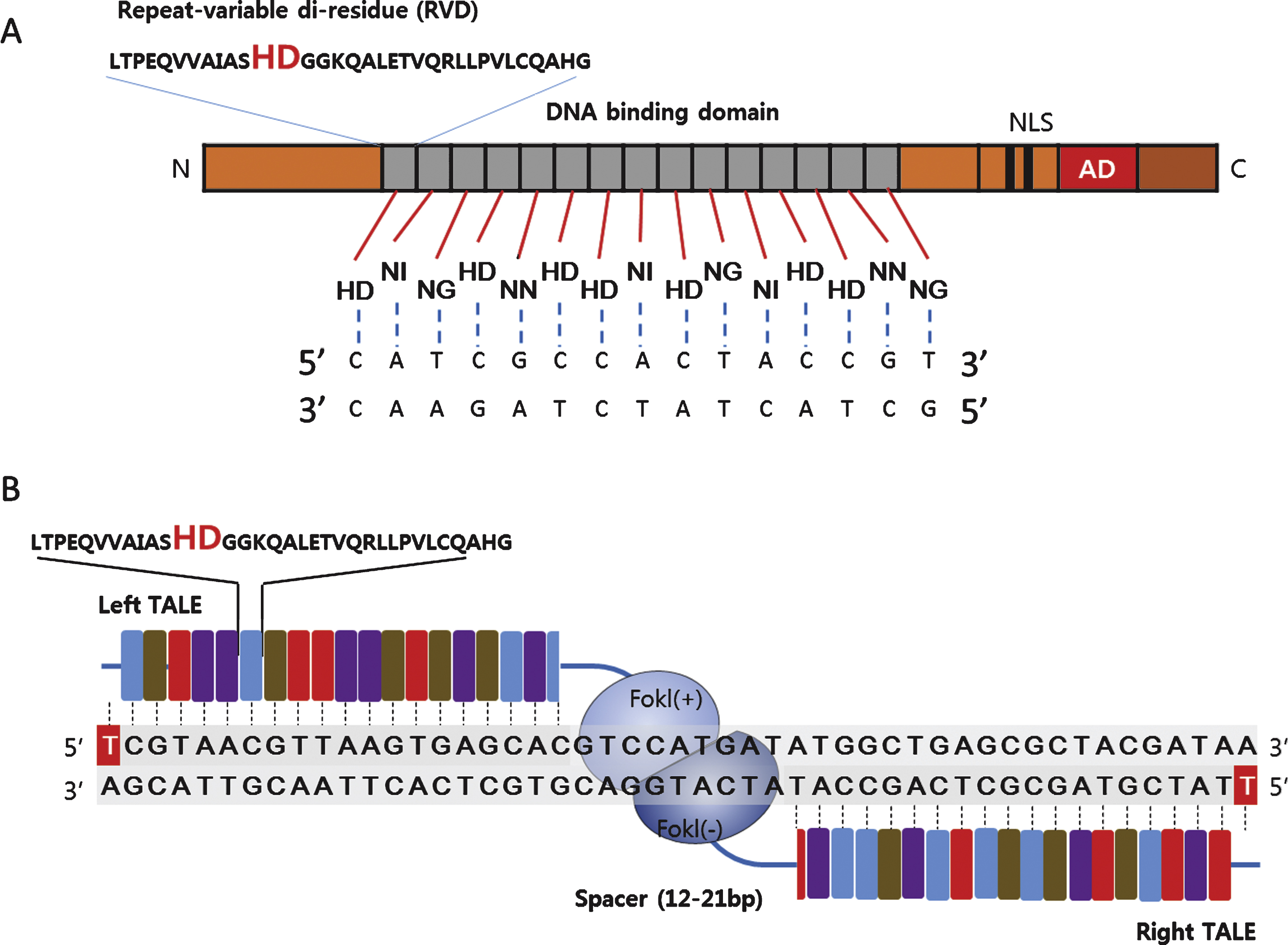 Cut And Paste The Genome: Genome Editing For Research And Therapy - IOS ...