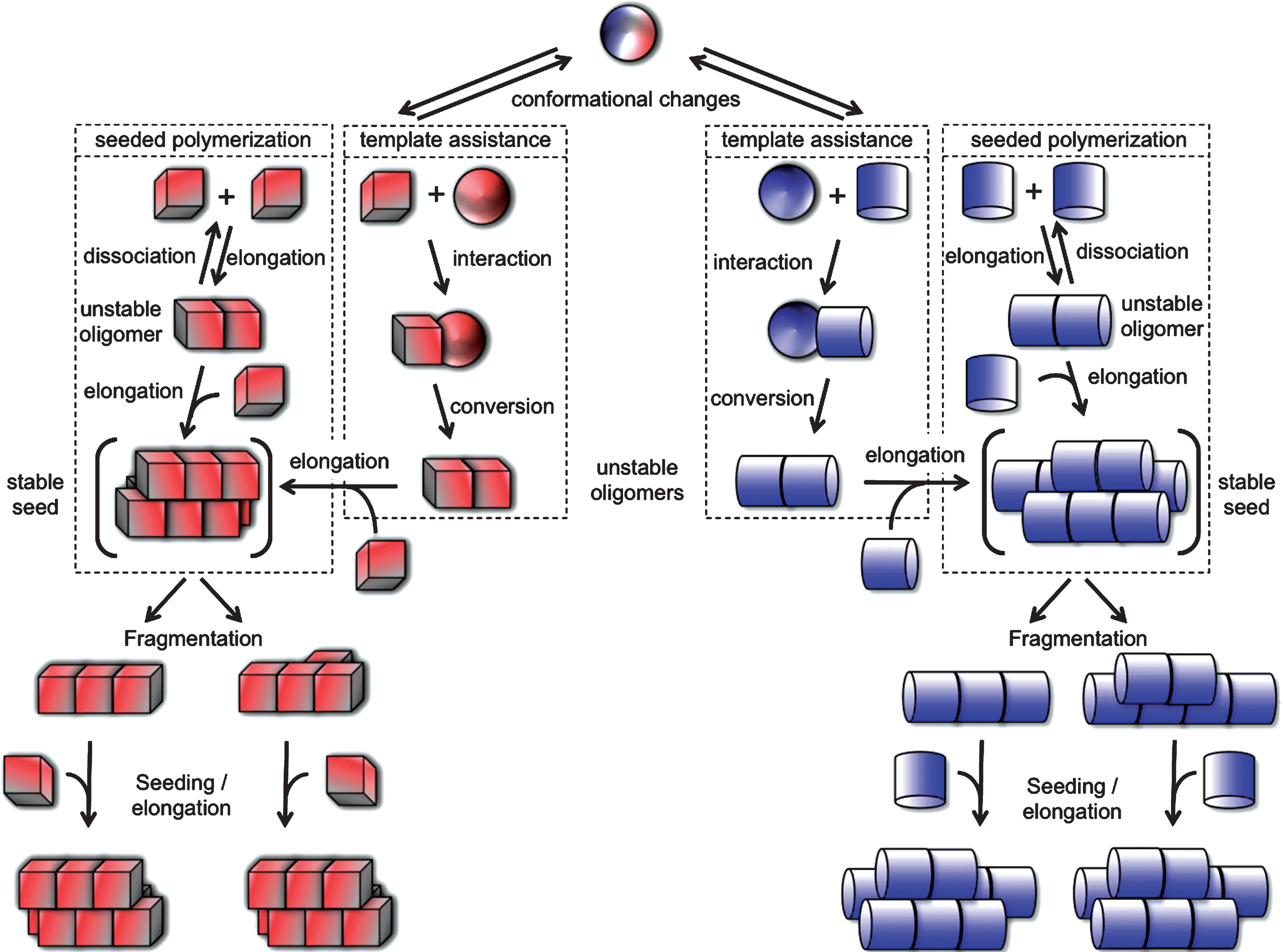 Role Of Different Alpha-Synuclein Strains In Synucleinopathies ...