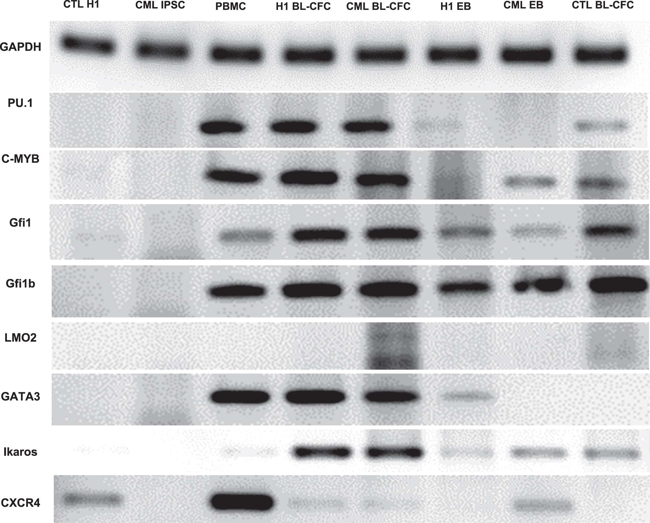 Evidence Of Increased Hemangioblastic And Early Hematopoietic Potential