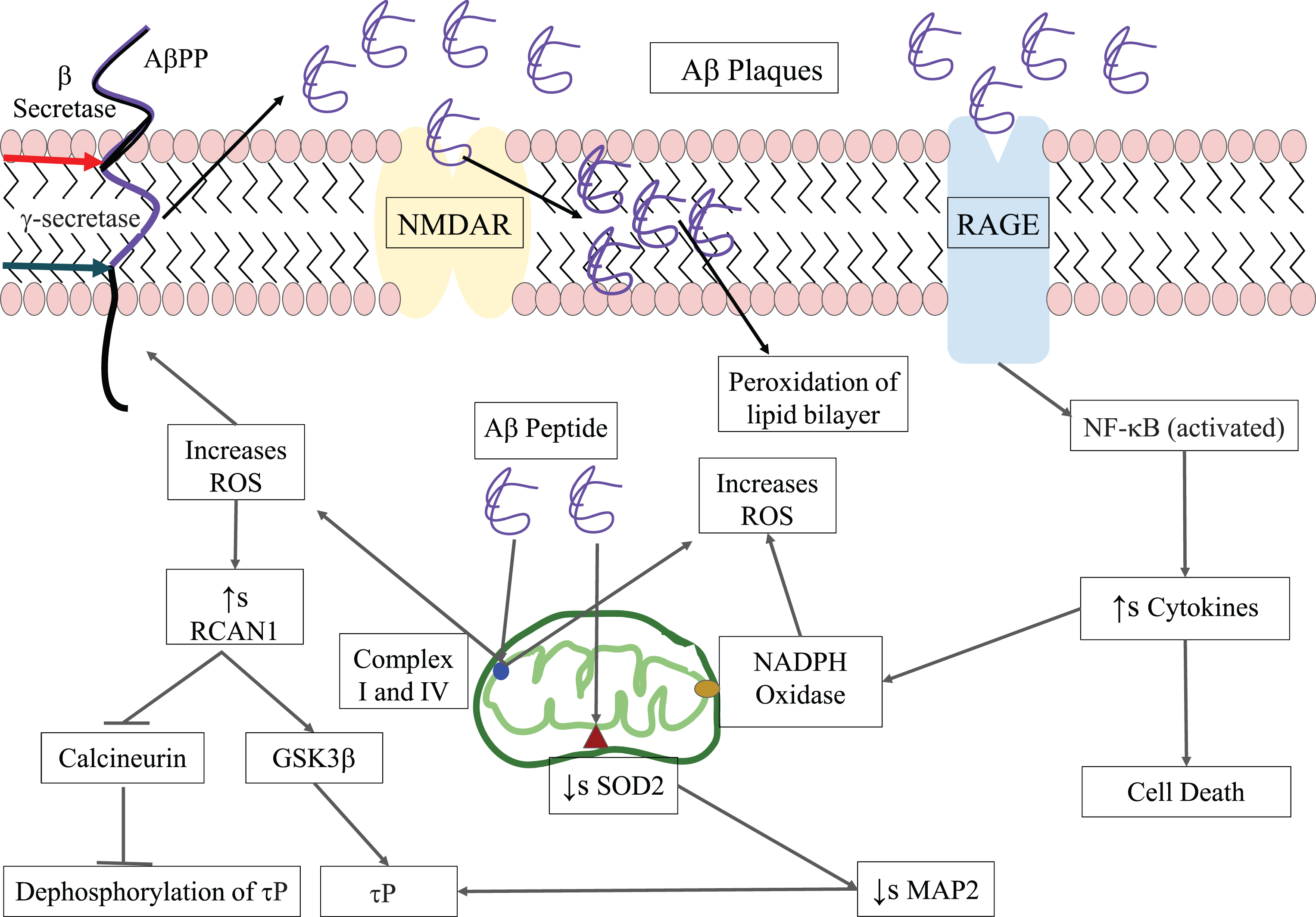 Interacting Models Of Amyloid-β And Tau Proteins: An Approach To ...