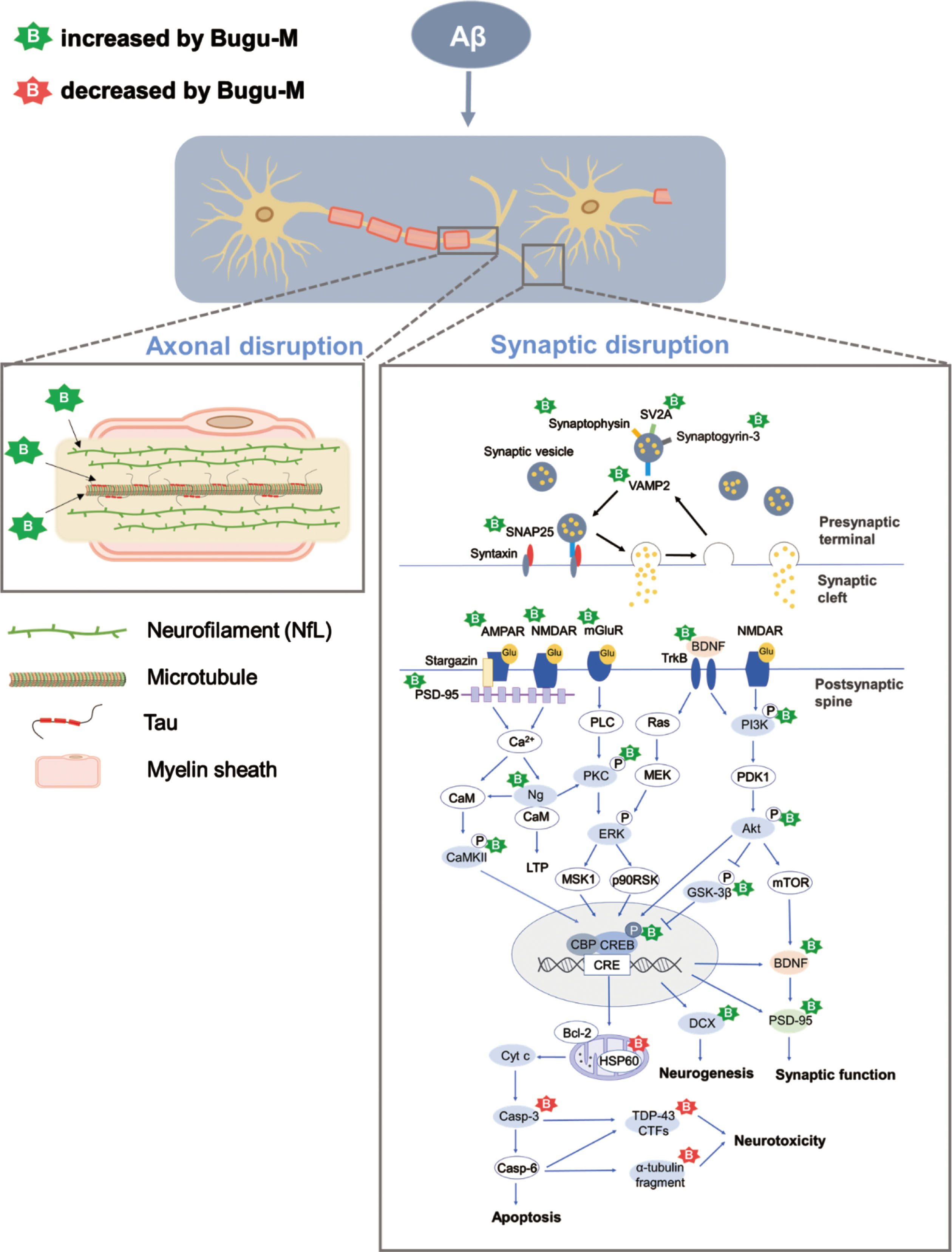 Neuroprotective Effects Of A Multi-Herbal Extract On Axonal And ...