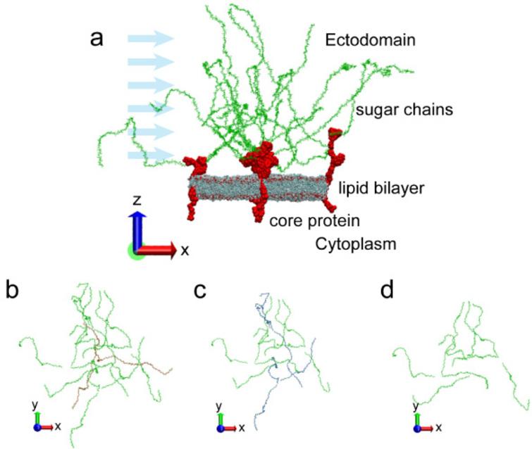 Understanding endothelial glycocalyx function under flow shear stress