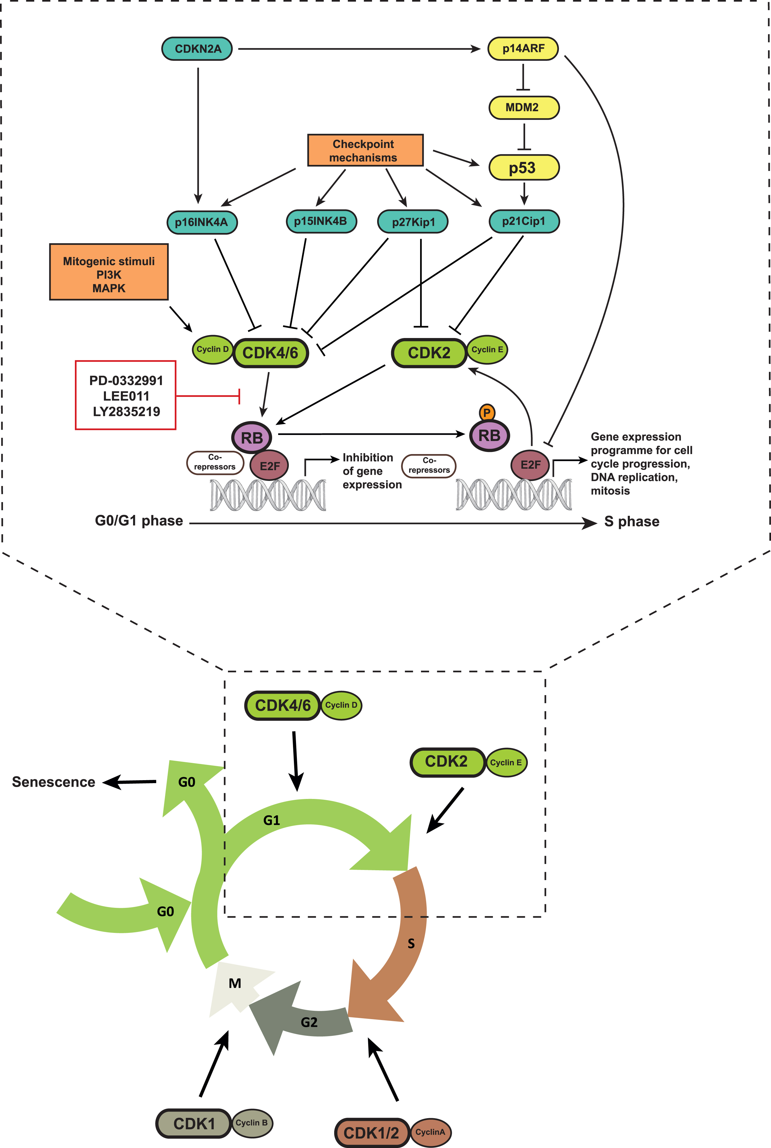 CDK4/6 Inhibitors In Cancer Therapy: A Novel Treatement Strategy For ...