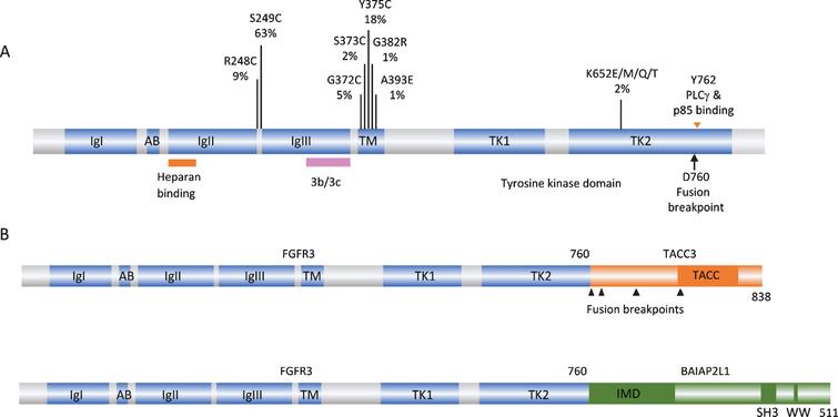 FGFR3 – a Central Player in Bladder Cancer Pathogenesis? - IOS Press