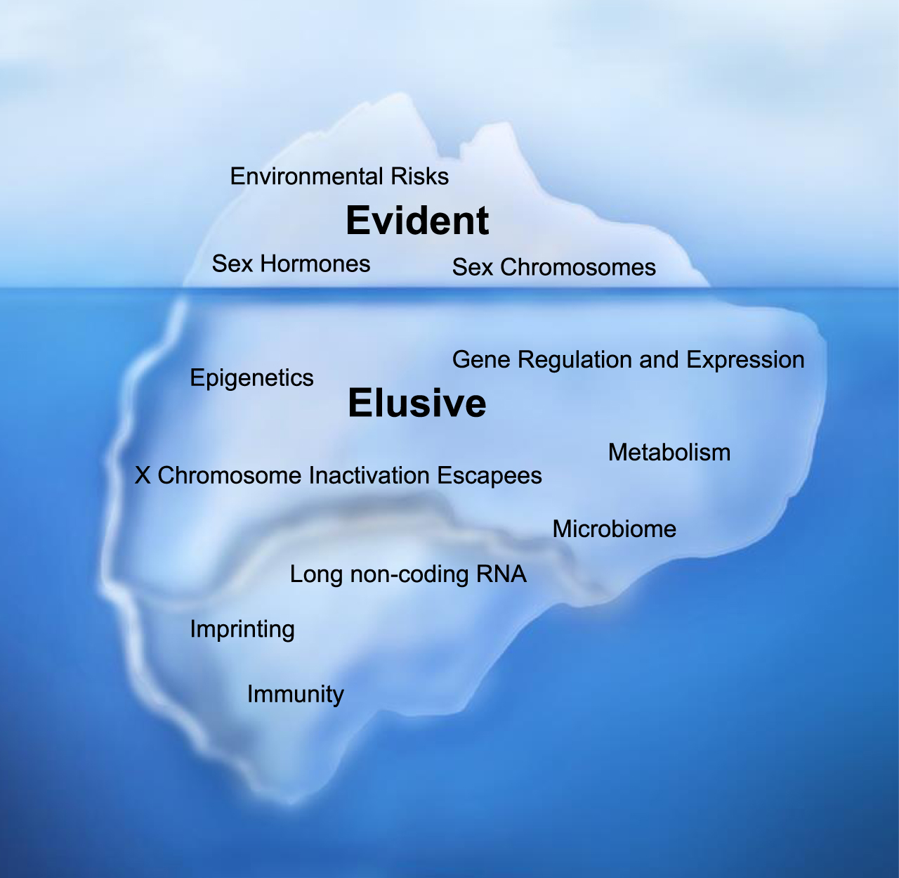 Mechanism of Sex Differences in Bladder Cancer: Evident and