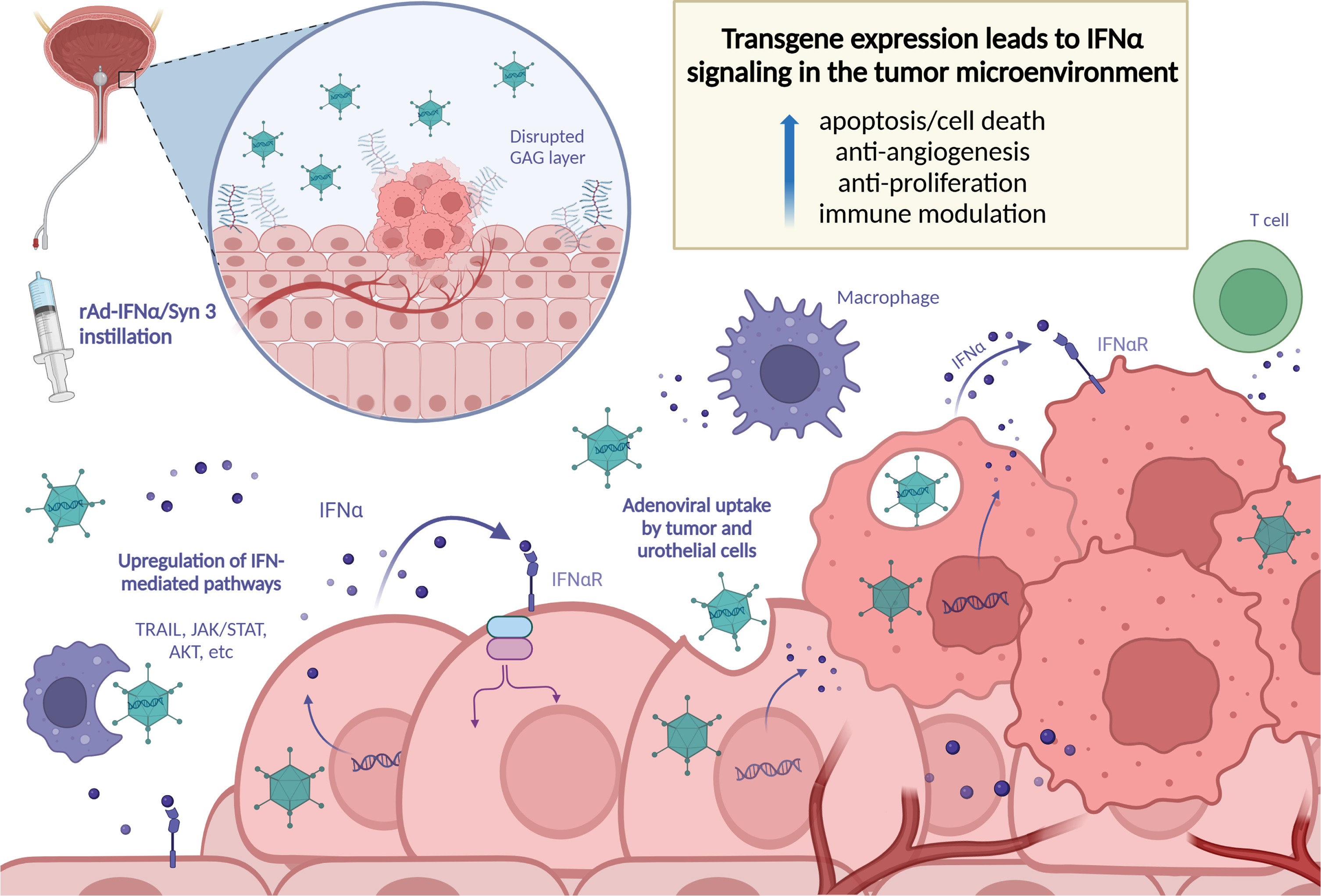 The Evolution of Nadofaragene Firadenovec: A Review and the Path ...