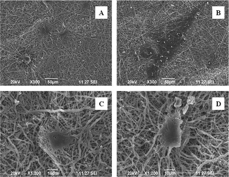 Preliminary Studies Of Pva Pvp Blends Incorporated With Hap And B Tcp Bone Ceramic As Template For Hard Tissue Engineering Ios Press