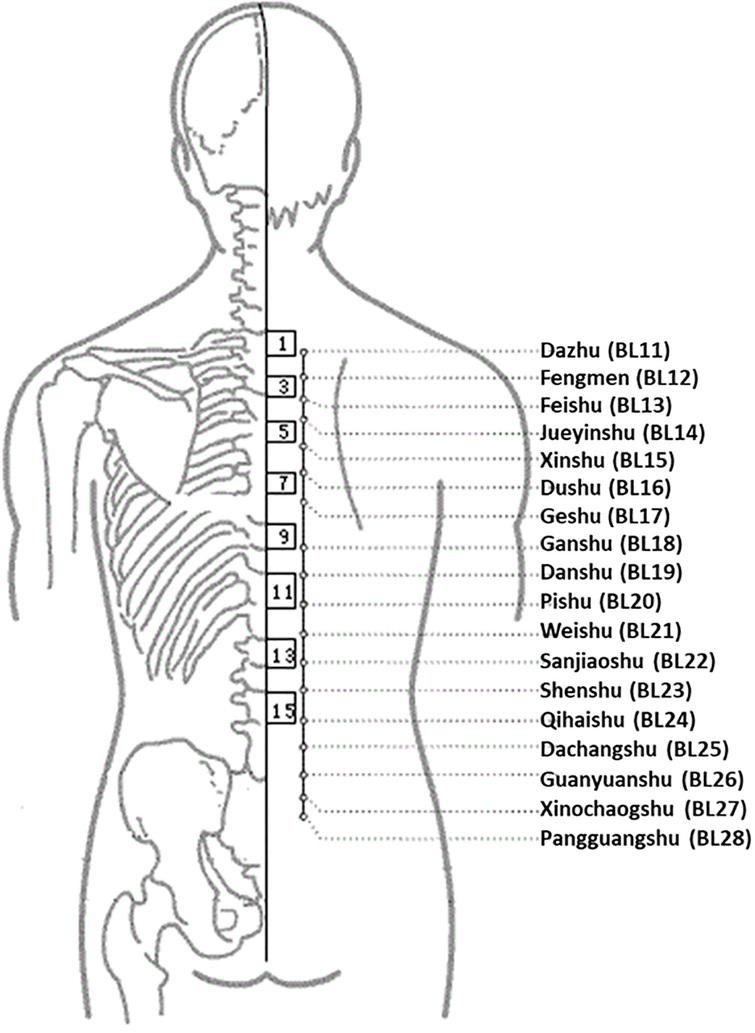 Effects of mechanical bed massage on biochemical markers of exercise ...