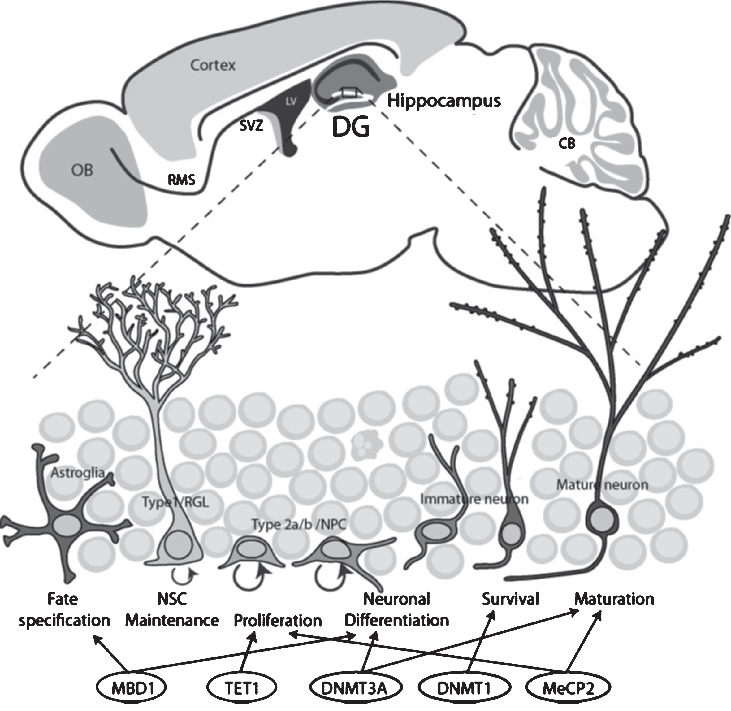 Schematic drawing illustrates the two neurogenic regions in the adult rodent brains and the stages of neurogenesis regulated by DNA methylation-related epigenetic proteins. Top, Adult neurogenic niches in the brain include the dentate gyrus (DG, blue) and the subventricular zone (SVZ, purple). Bottom, the stages of DG neurogenesis and regulation by epigenetic proteins.