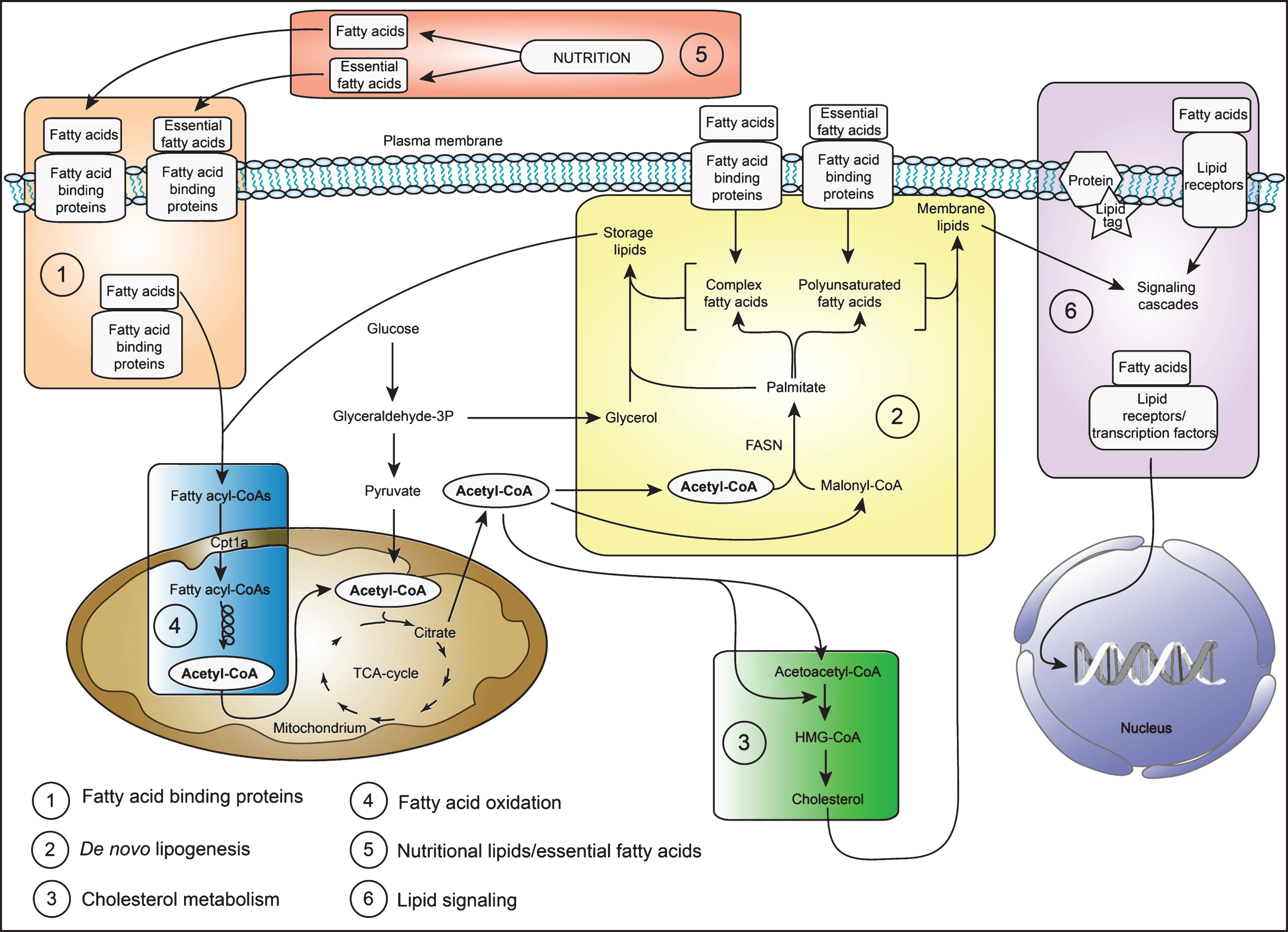 The Role Of Lipid Metabolism For Neural Stem Cell Regulation - IOS Press