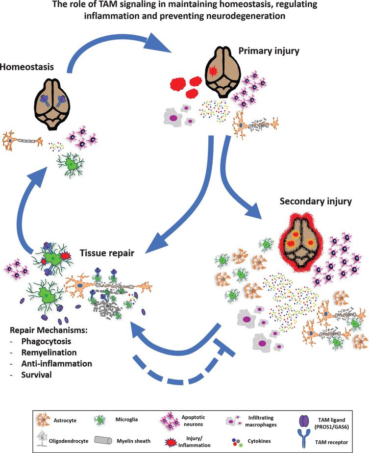 TAM Signaling in the Nervous System - IOS Press