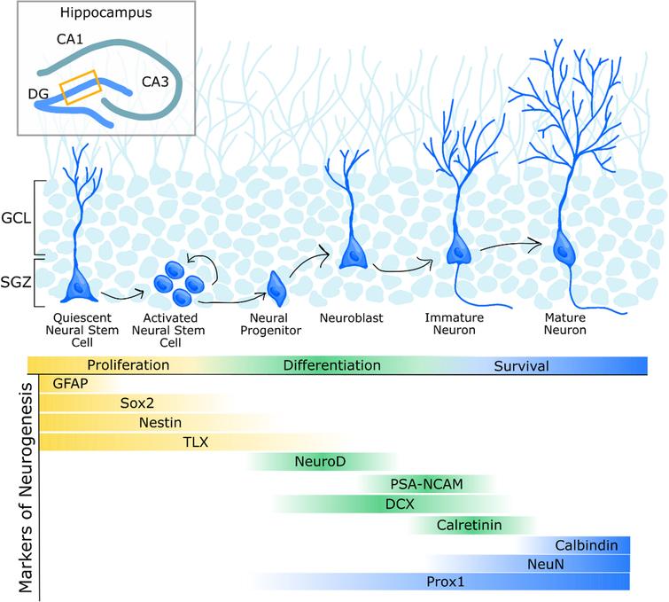 microbiota-gut-brain-axis-regulation-of-adult-hippocampal-neurogenesis