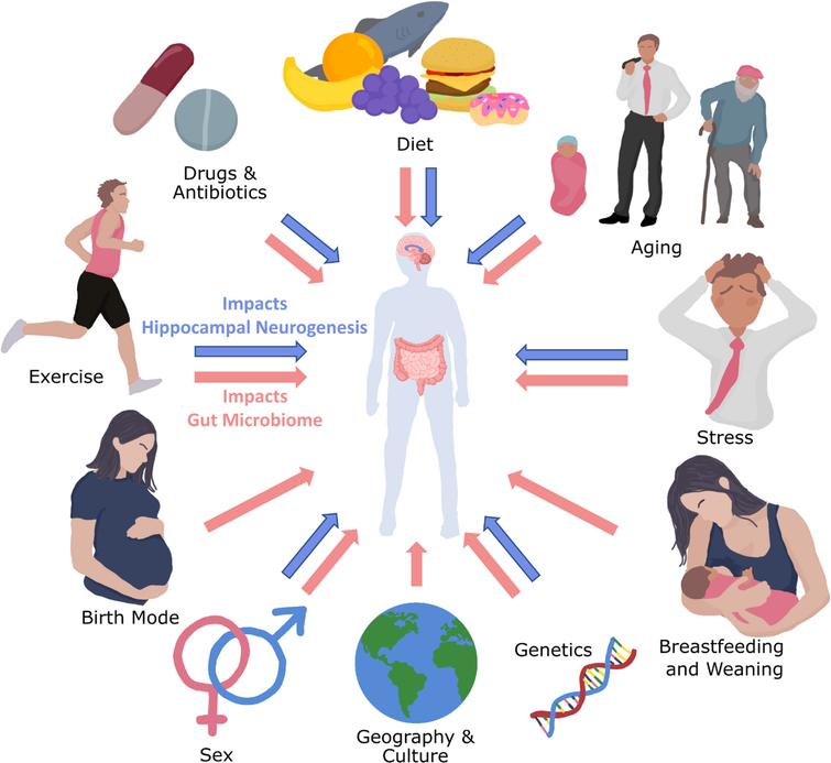 Microbiota-Gut-Brain Axis Regulation of Adult Hippocampal Neurogenesis ...