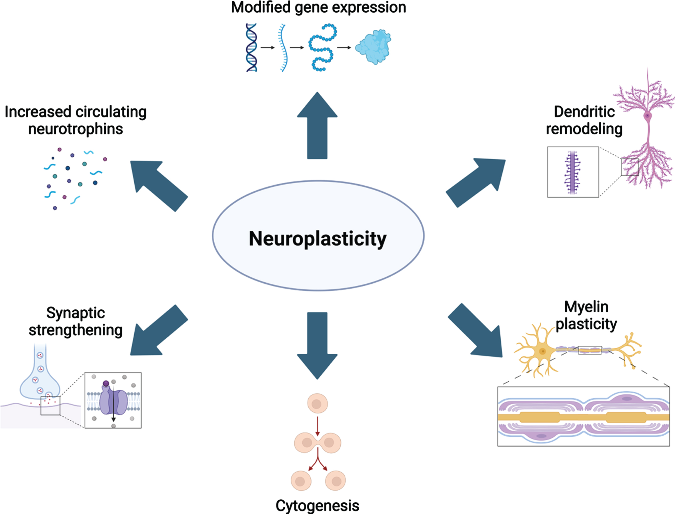 Maintaining a Dynamic Brain: A Review of Empirical Findings Describing the  Roles of Exercise, Learning, and Environmental Enrichment in  Neuroplasticity from 2017-2023 - IOS Press