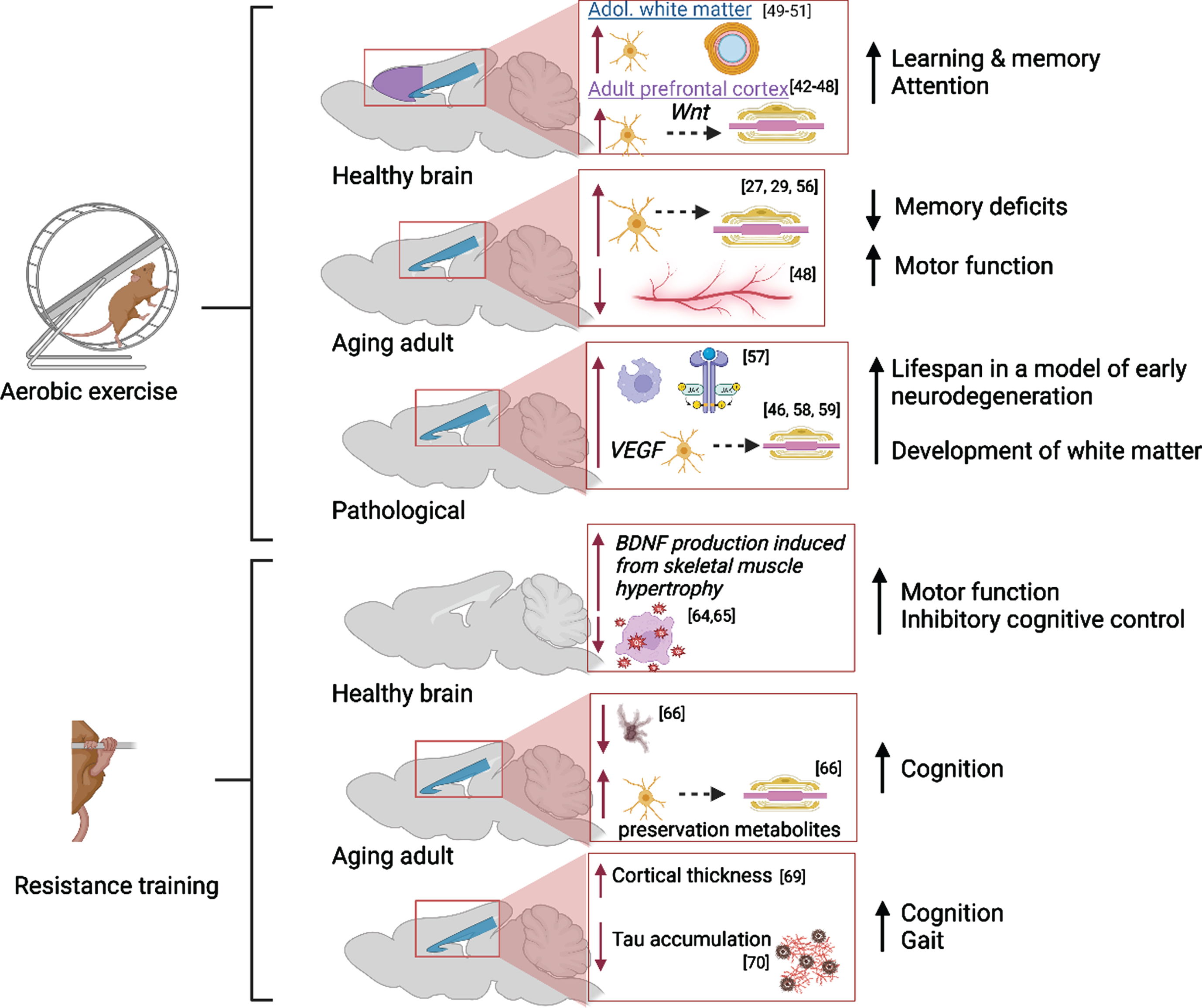 Maintaining a Dynamic Brain: A Review of Empirical Findings Describing the  Roles of Exercise, Learning, and Environmental Enrichment in  Neuroplasticity from 2017-2023 - IOS Press