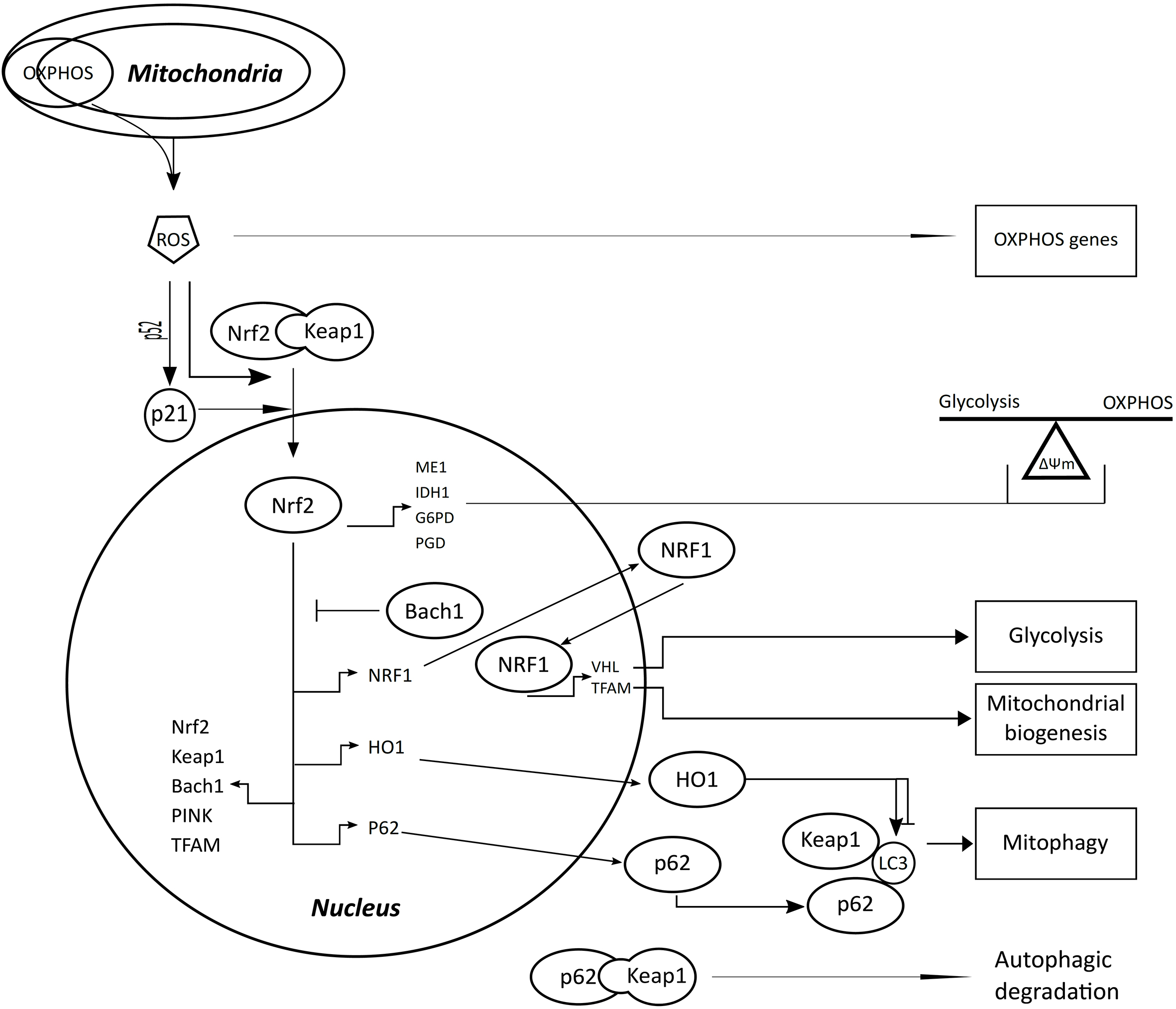 Associations between the Nrf2/Keap1 pathway and mitochondrial functions ...