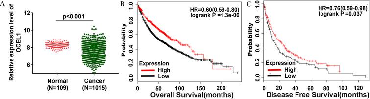 Low Ocel1 Expression Is Associated With Poor Prognosis In Human Non Small Cell Lung Cancer Ios Press