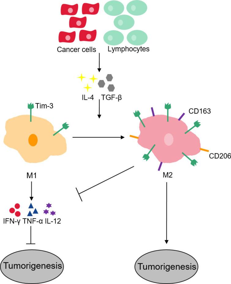 Role of Tim-3 in regulating tumorigenesis, inflammation, and antitumor ...