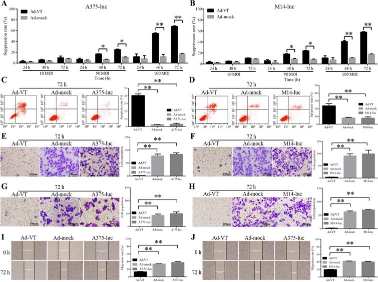 Suppression effect of a dual cancer-specific oncolytic adenovirus on ...