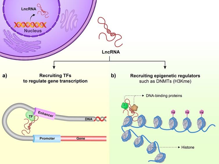 Epigenetic regulation of gastrointestinal cancers mediated by long non ...