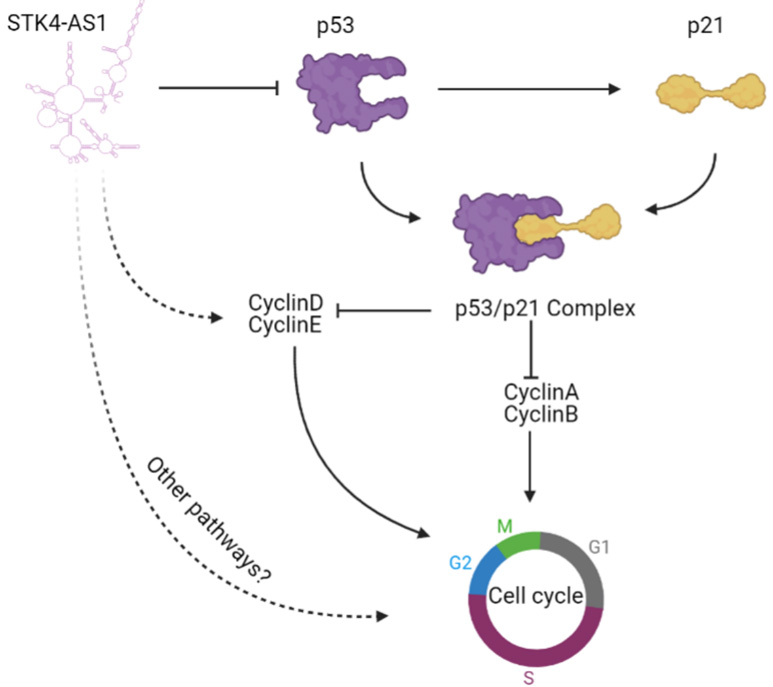 LncRNA STK4 antisense RNA 1 (STK4-AS1) promoted osteosarcoma by ...