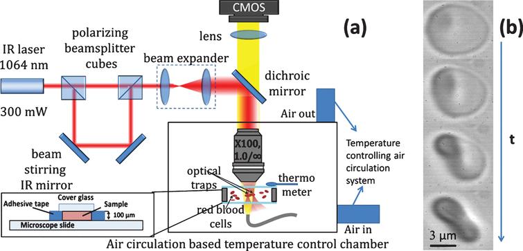 Characterization of shear stress preventing red blood cells aggregation ...