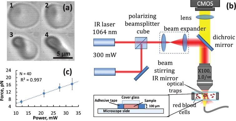 Potentialities of laser trapping and manipulation of blood cells in ...