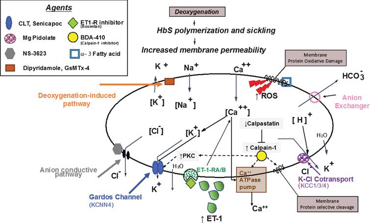 Sickle cell dehydration: Pathophysiology and therapeutic applications ...