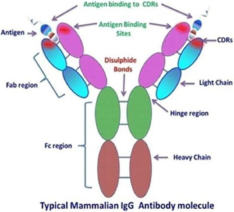 Diagram Of An Antibody