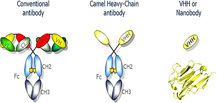 Nanobodies: The “Magic Bullets” in therapeutics, drug delivery and ...