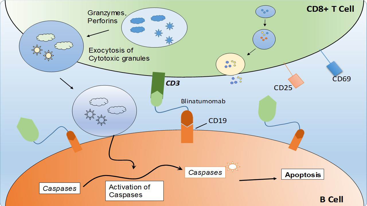 Nanobodies As Versatile Tools: A Focus On Targeted Tumor Therapy, Tumor ...