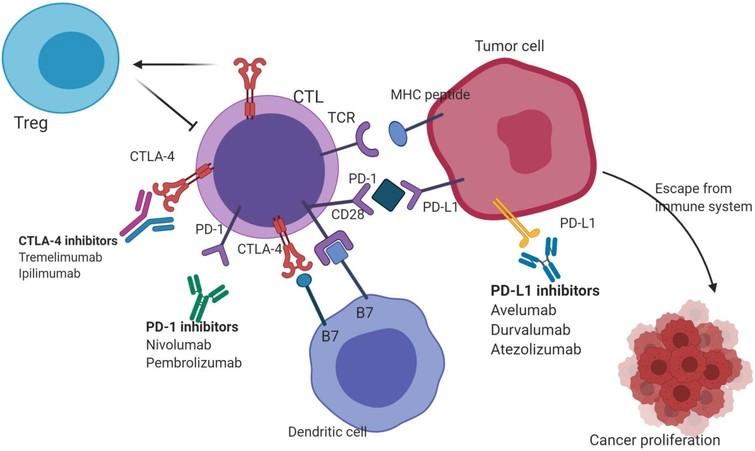 Immunotherapy: New insights in breast cancer treatment - IOS Press