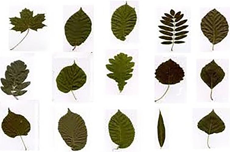 Plant species identification using leaf biometrics and swarm ...