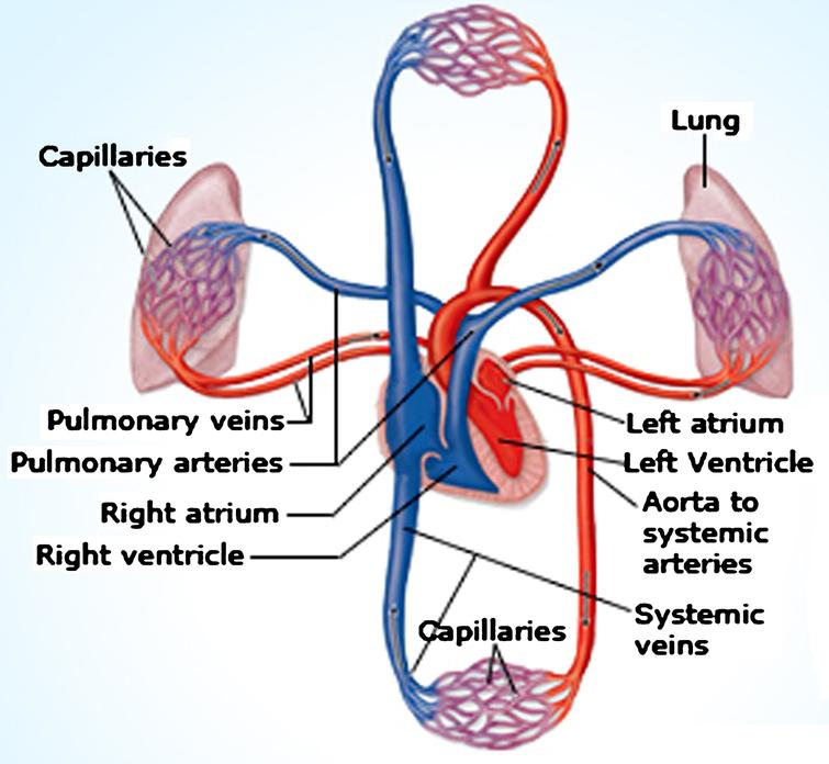 Image result for circulation of blood