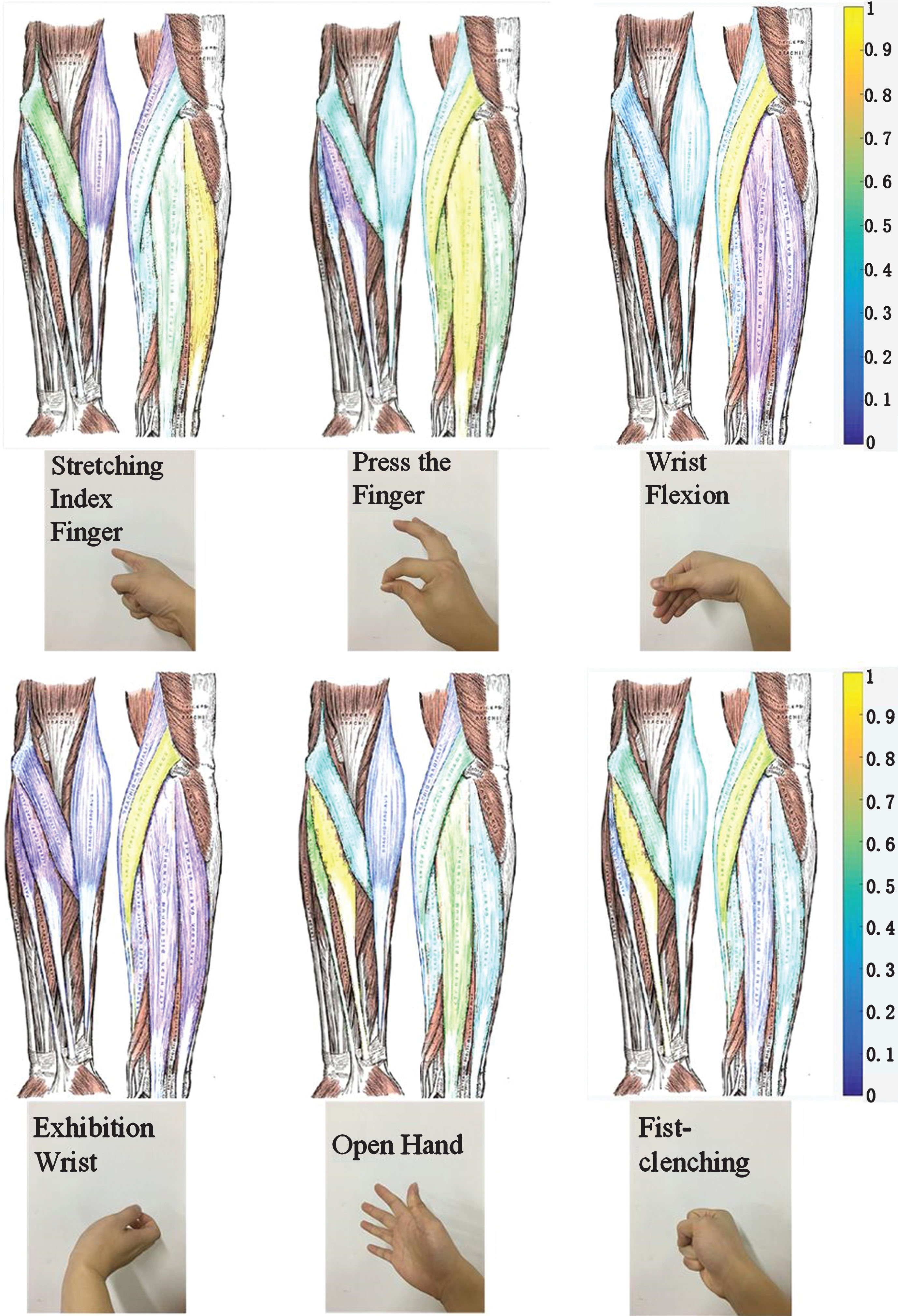 Visualization of activated muscle area based on sEMG - IOS Press