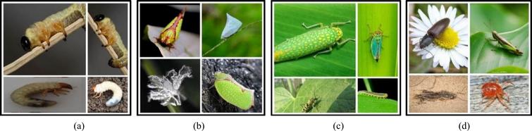 Effective and efficient multi-crop pest detection based on deep ...