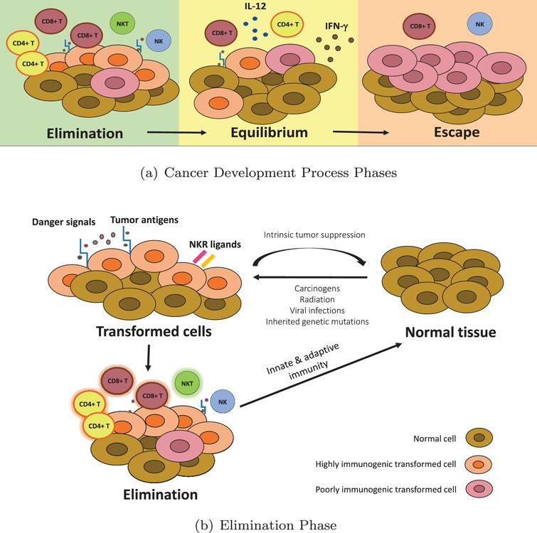 Cancer immunoediting: A game theoretical approach - IOS Press